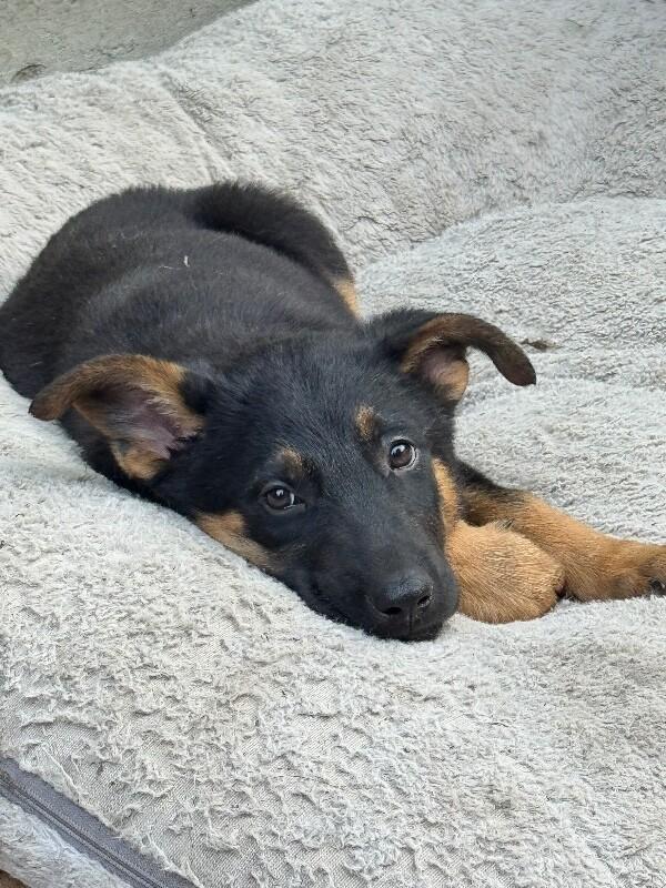 Cole, Adoptable, Young Male German Shepherd Dog.
