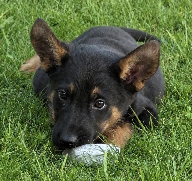 Cole, a Adoptable mixed breed in Seattle, WA image 2/6