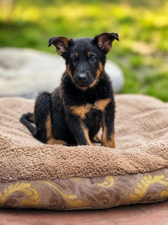 Cole, a Adoptable mixed breed in Seattle, WA image 3/6