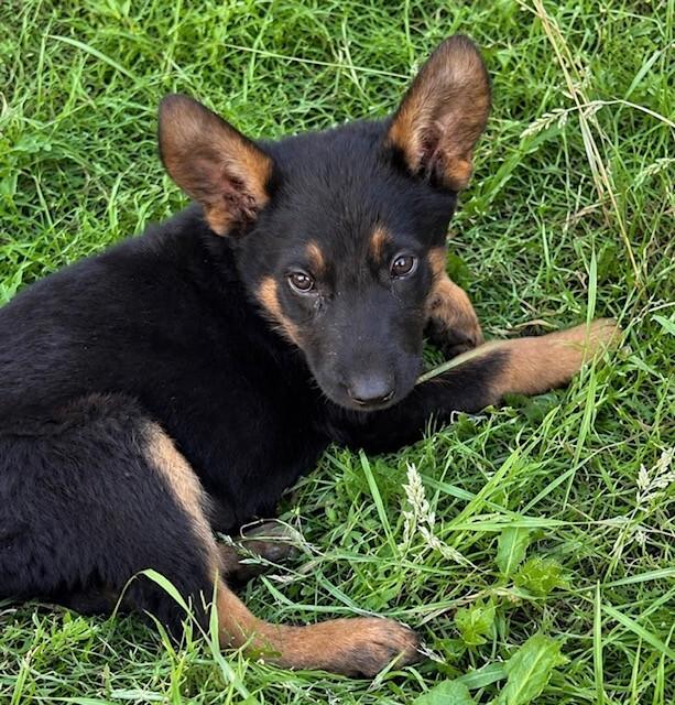 Cole, a Adoptable mixed breed in Seattle, WA image 5/6