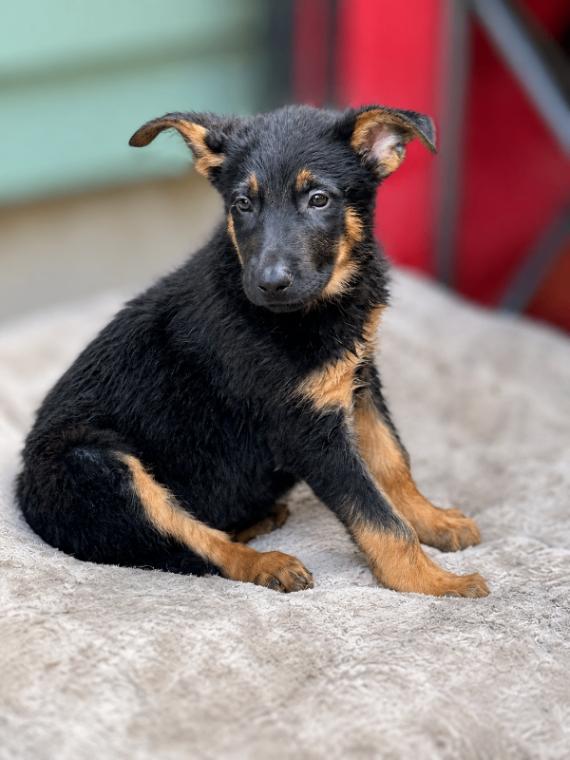 Cole, a Adoptable mixed breed in Seattle, WA image 6/6
