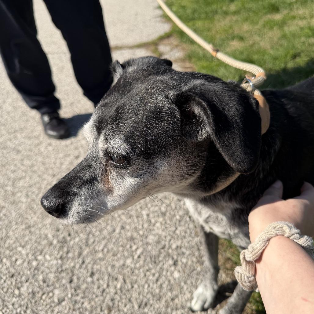 Stella, Adoptable, Senior Female Mixed Breed.