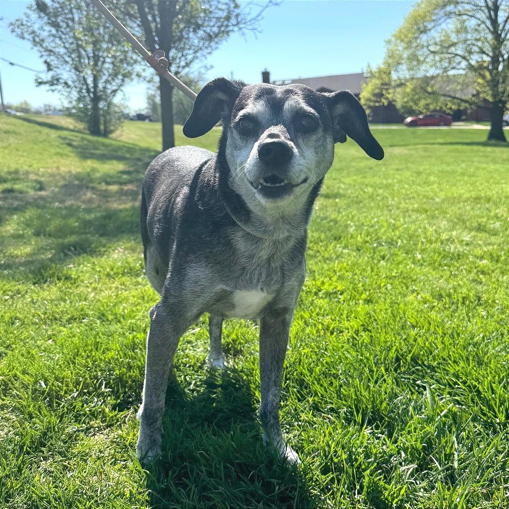 Enlarge Stella, a Adoptable Mixed Breed in Saint Charles, MO image 2/3