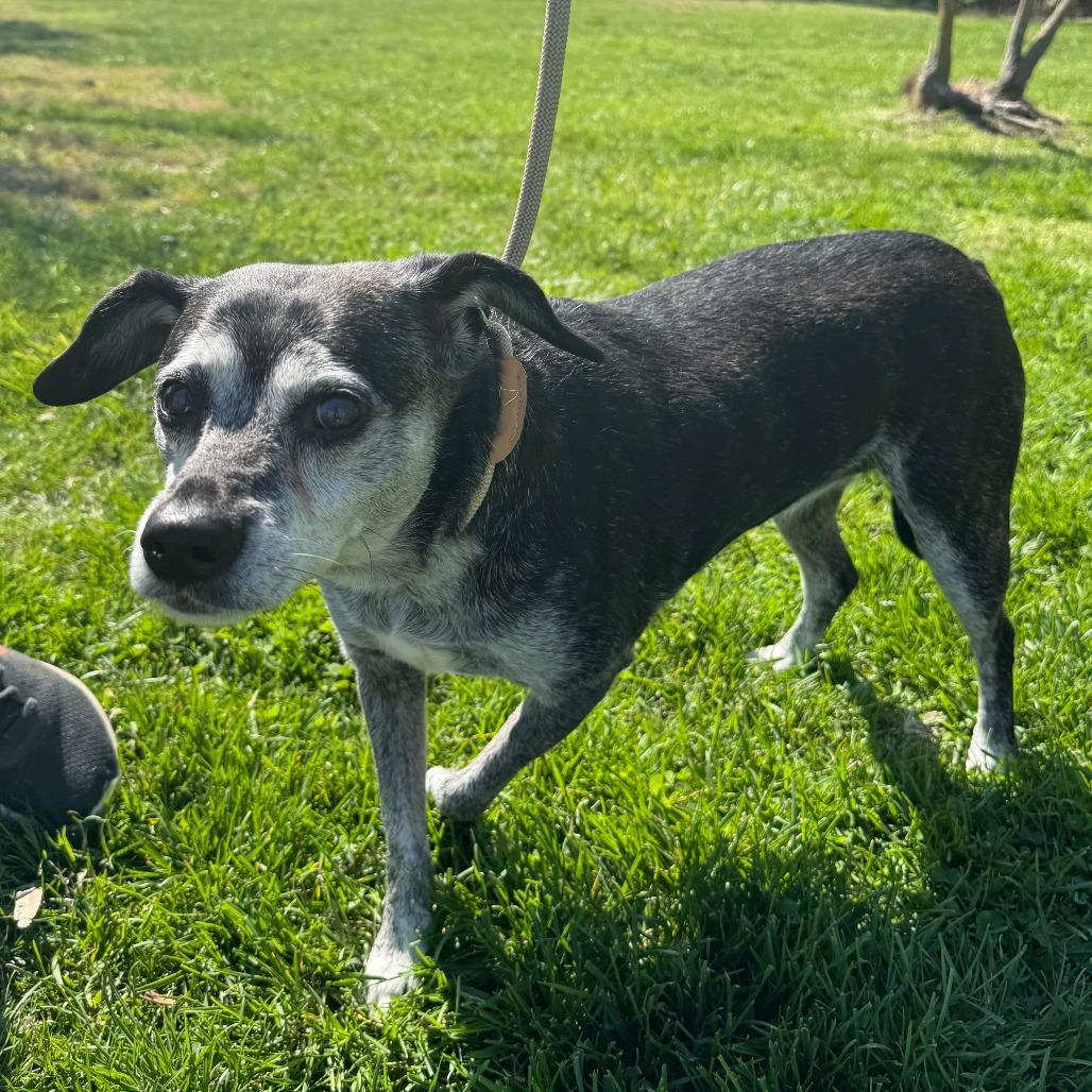 Enlarge Stella, a Adoptable Mixed Breed in Saint Charles, MO image 3/3