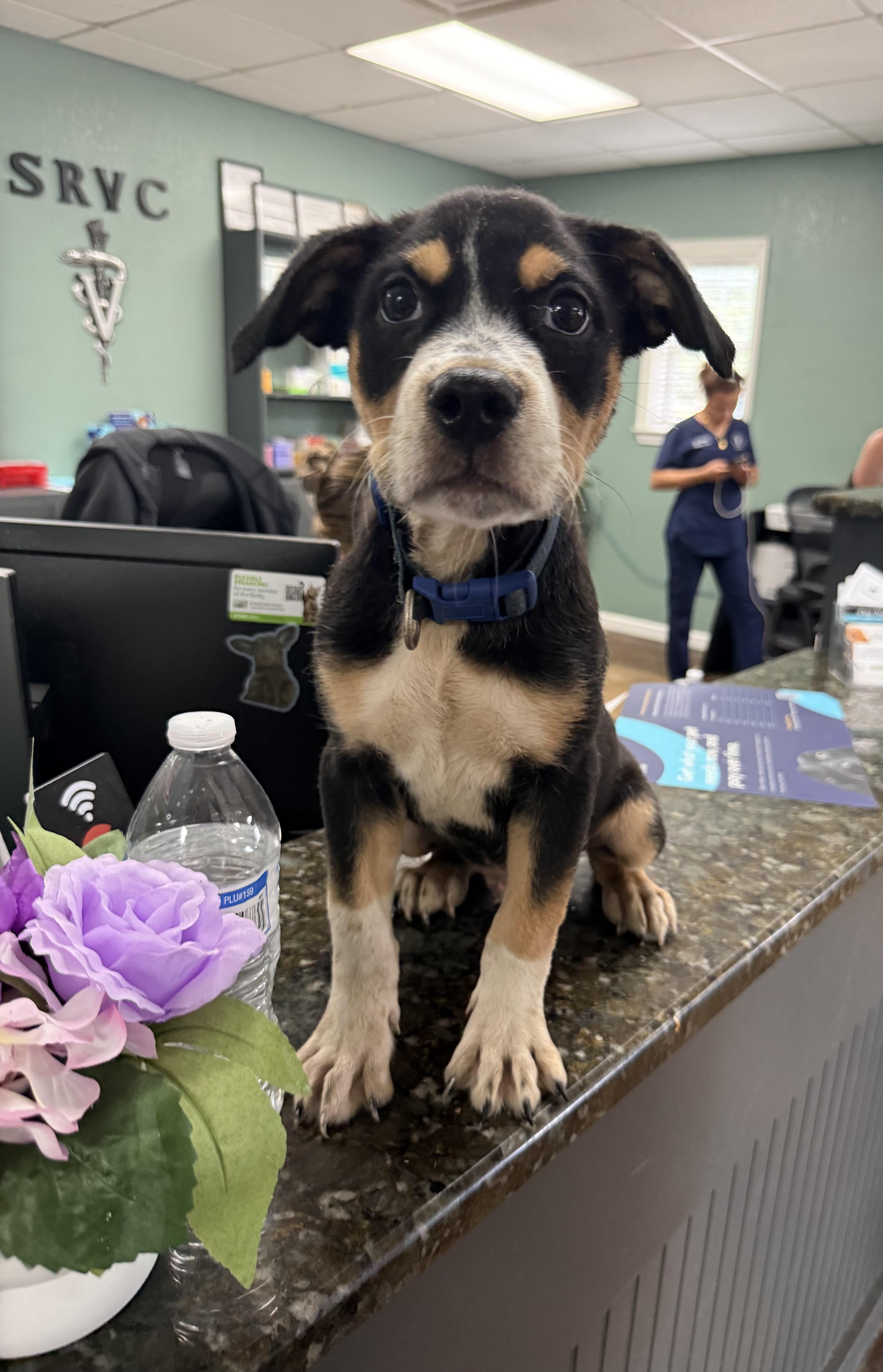 Blue (little pup looking for his hero), Adoptable, Puppy Male Mixed Breed & Bulldog.