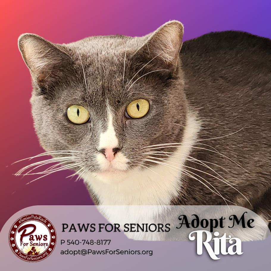 Rita, Adoptable, Senior Female Siamese & Domestic Short Hair.