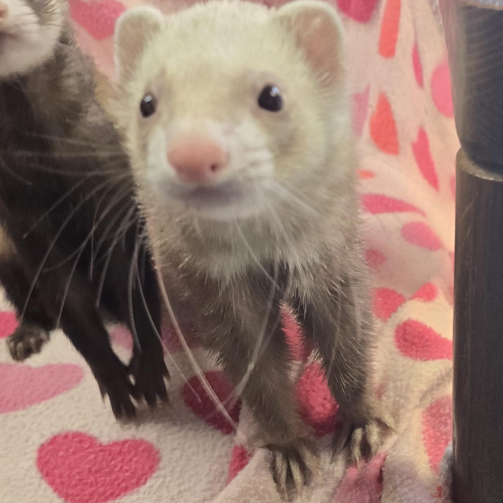 Enlarge Tyrone and Rufus, a ADOPTABLE Ferret in Randolph, NJ image 3/4
