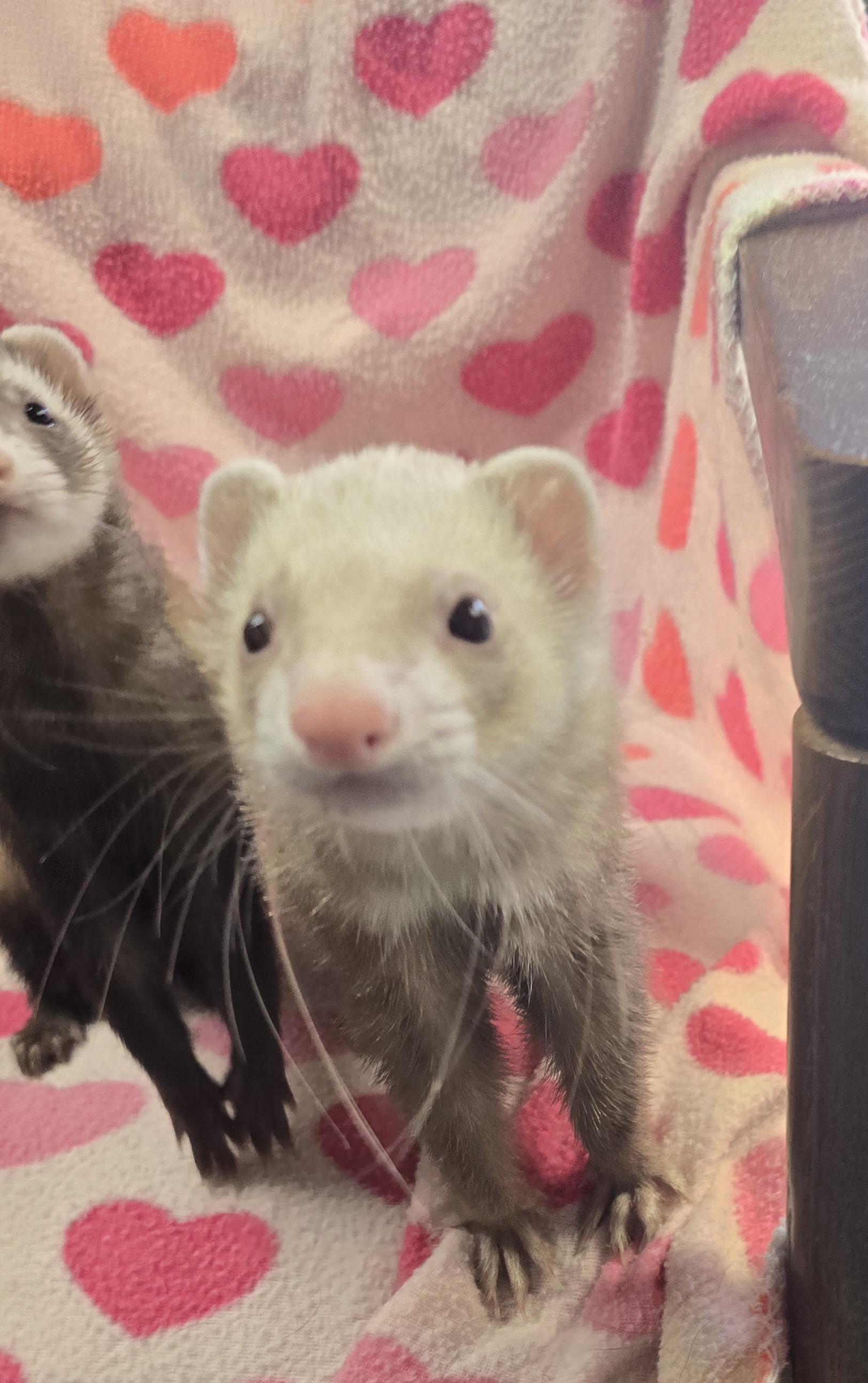 Enlarge Tyrone and Rufus, a ADOPTABLE Ferret in Randolph, NJ image 2/4