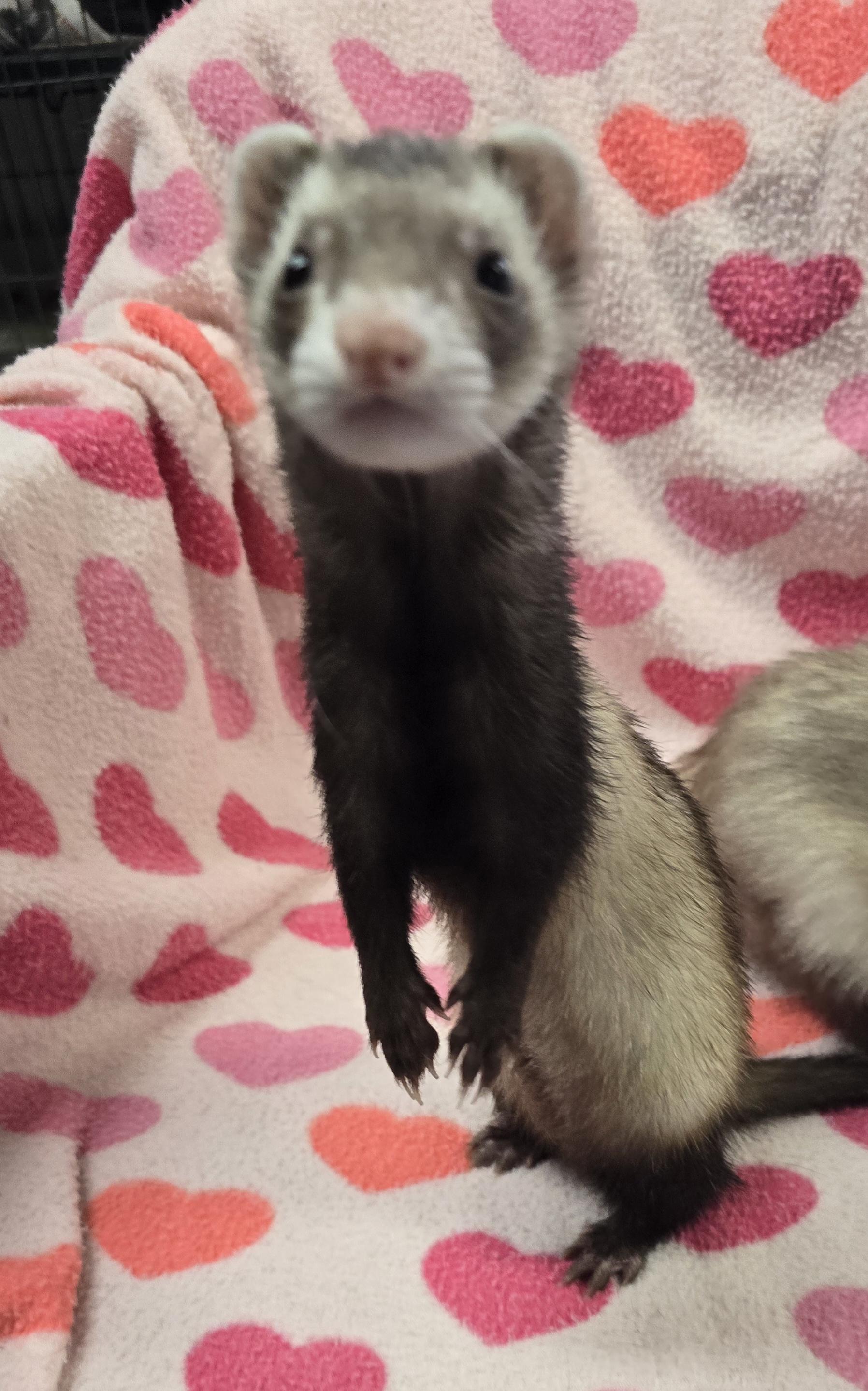 Tyrone and Rufus, ADOPTABLE, Young Male Ferret.