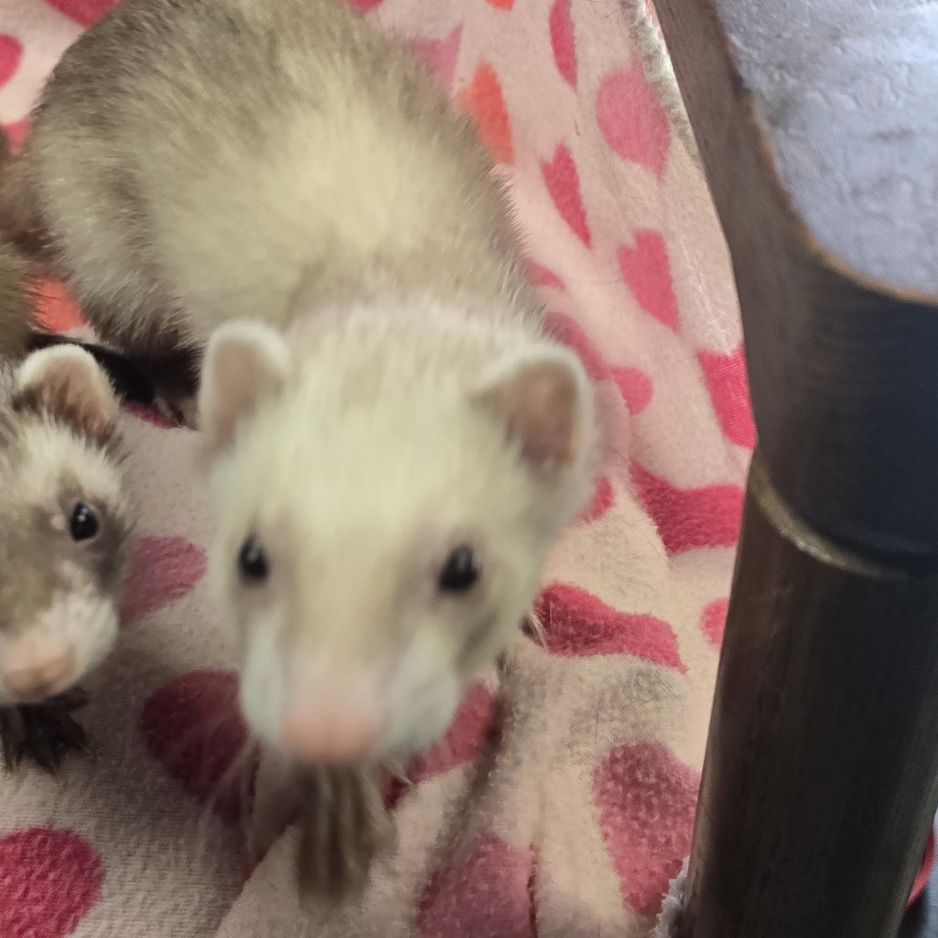 Enlarge Tyrone and Rufus, a ADOPTABLE Ferret in Randolph, NJ image 4/4