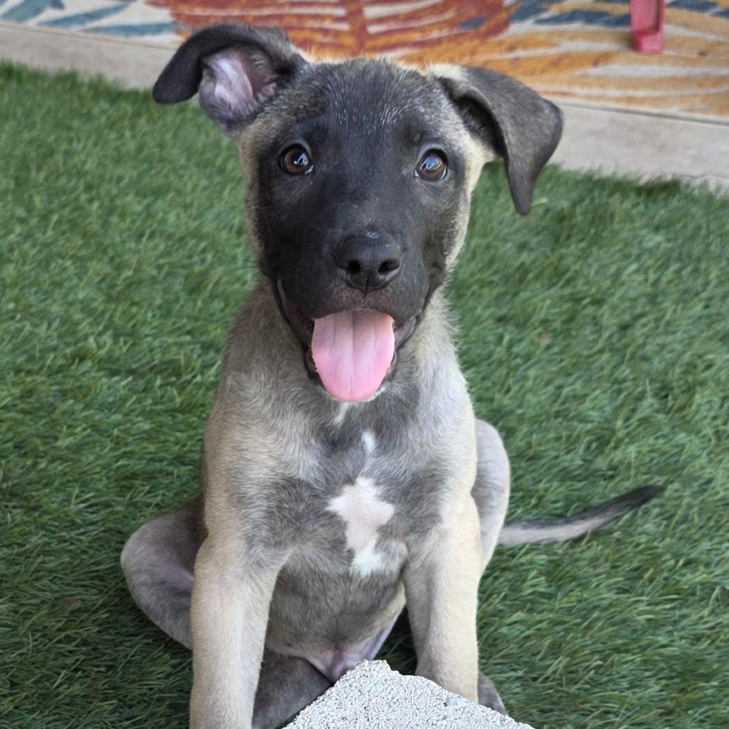 Briscoe DD, Baby Male Belgian Shepherd / Malinois
