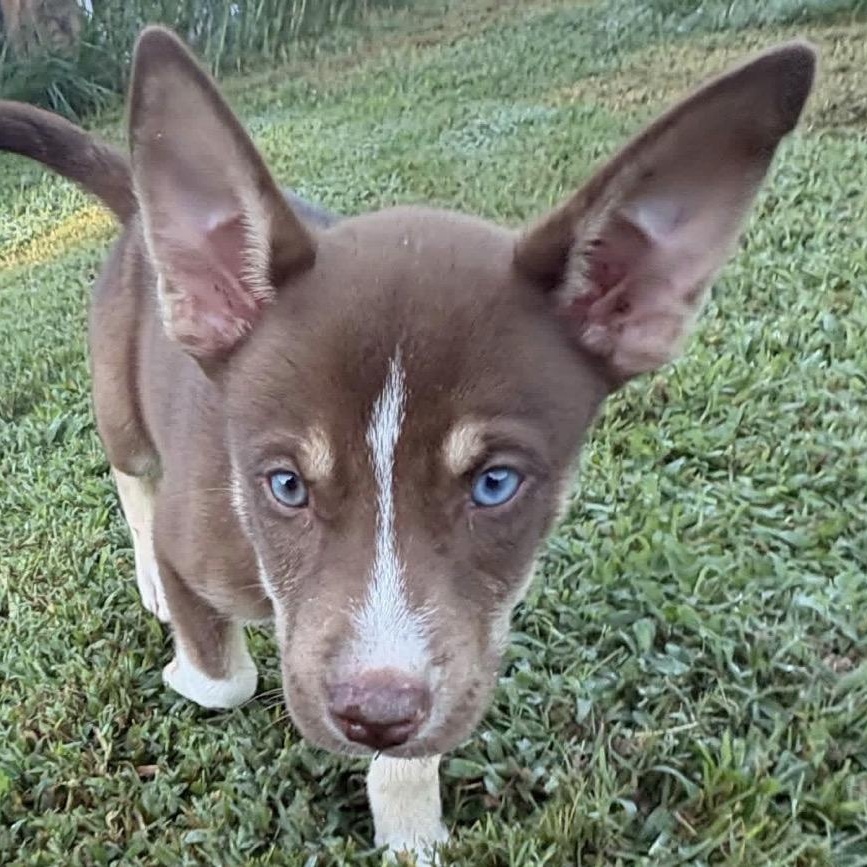 Enlarge Socks, a Adoptable Husky in Hartford, CT image 3/4