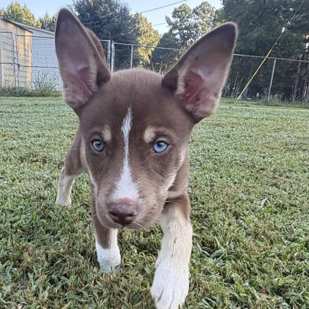 Enlarge Socks, a Adoptable Husky in Hartford, CT image 2/4