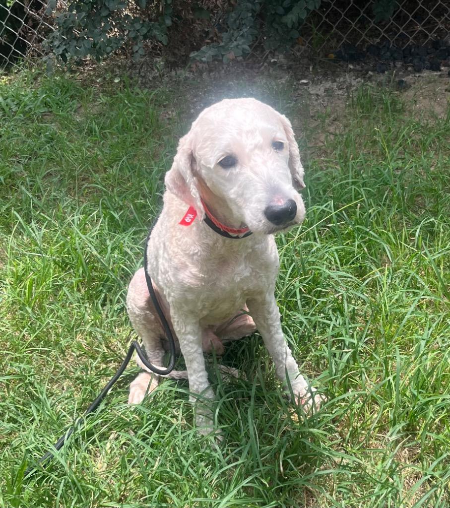 Enlarge Archie, a Adoptable mixed breed in Albany, GA image 1/6