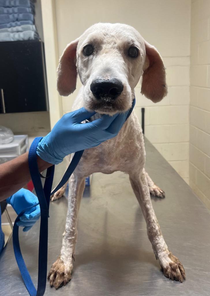 Enlarge Archie, a Adoptable mixed breed in Albany, GA image 2/6