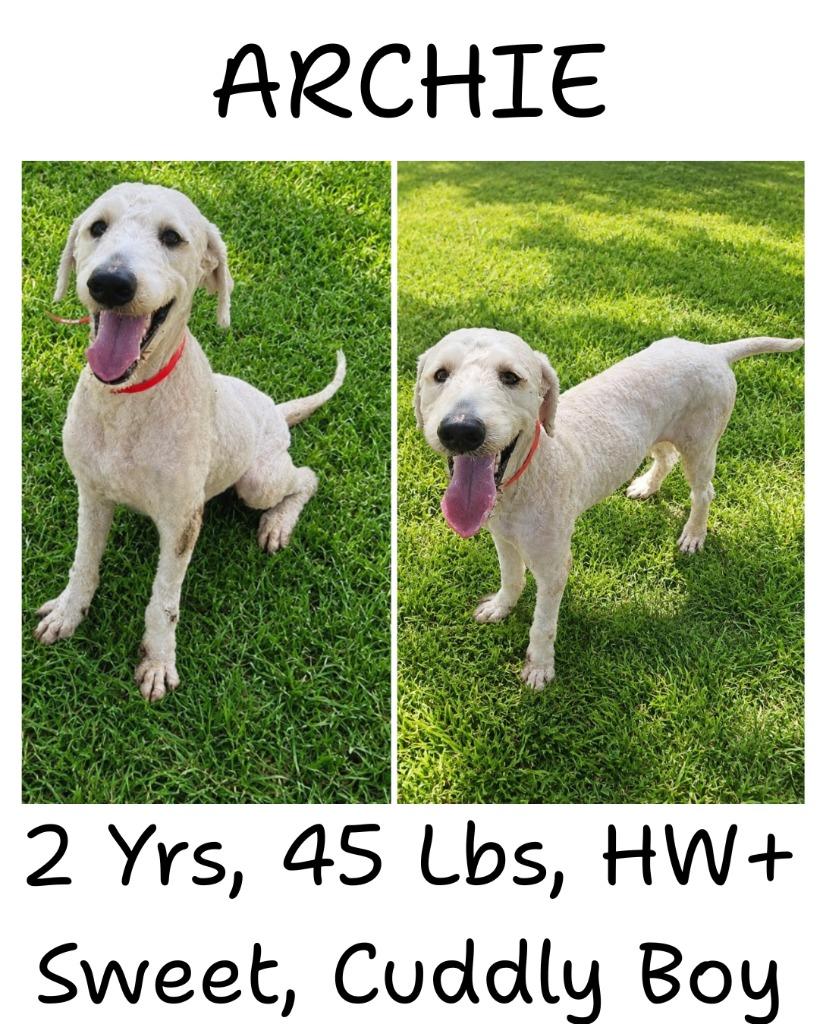 Enlarge Archie, a Adoptable mixed breed in Albany, GA image 4/6