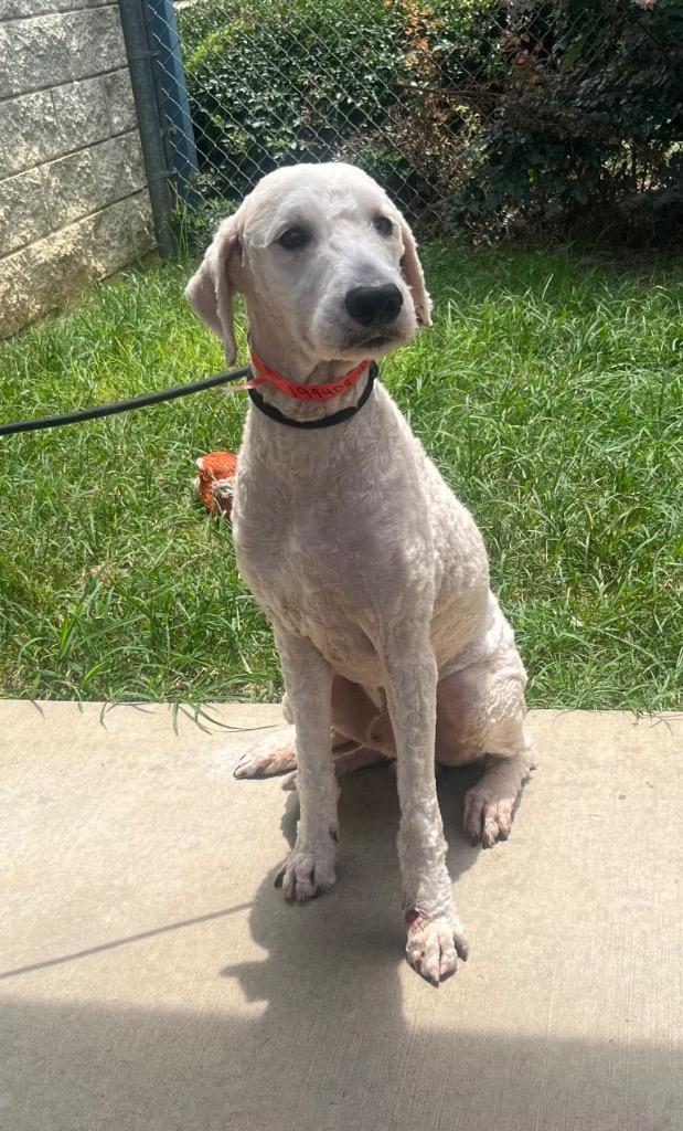Enlarge Archie, a Adoptable mixed breed in Albany, GA image 5/6