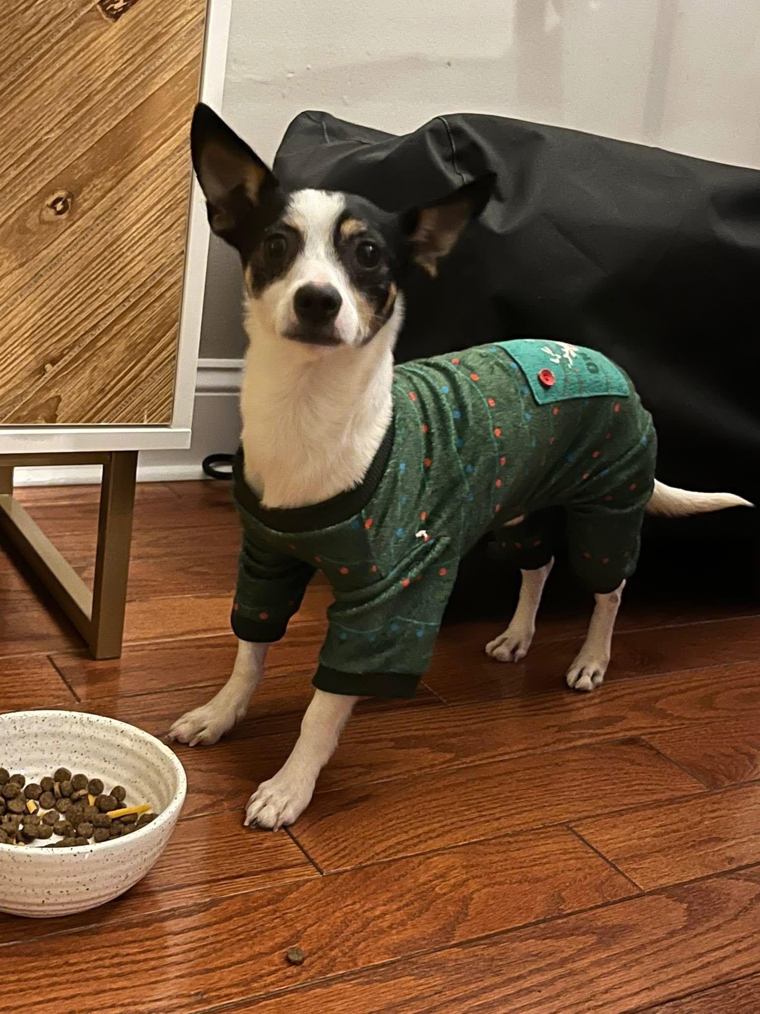 Tater Tot, Adoptable, Senior Male Chihuahua.