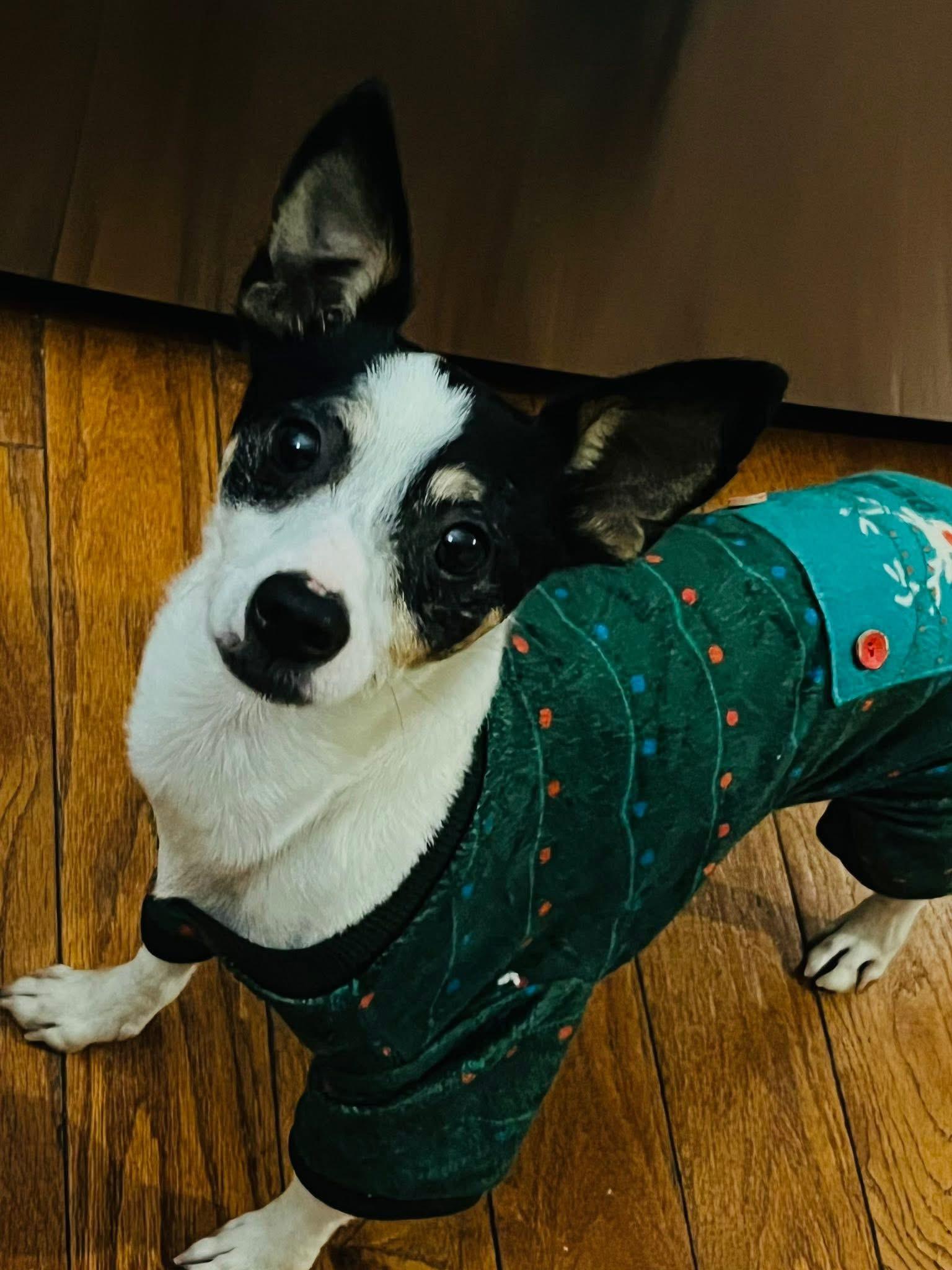 Tater Tot, a Adoptable mixed breed in Crystal Lake, IL image 2/3