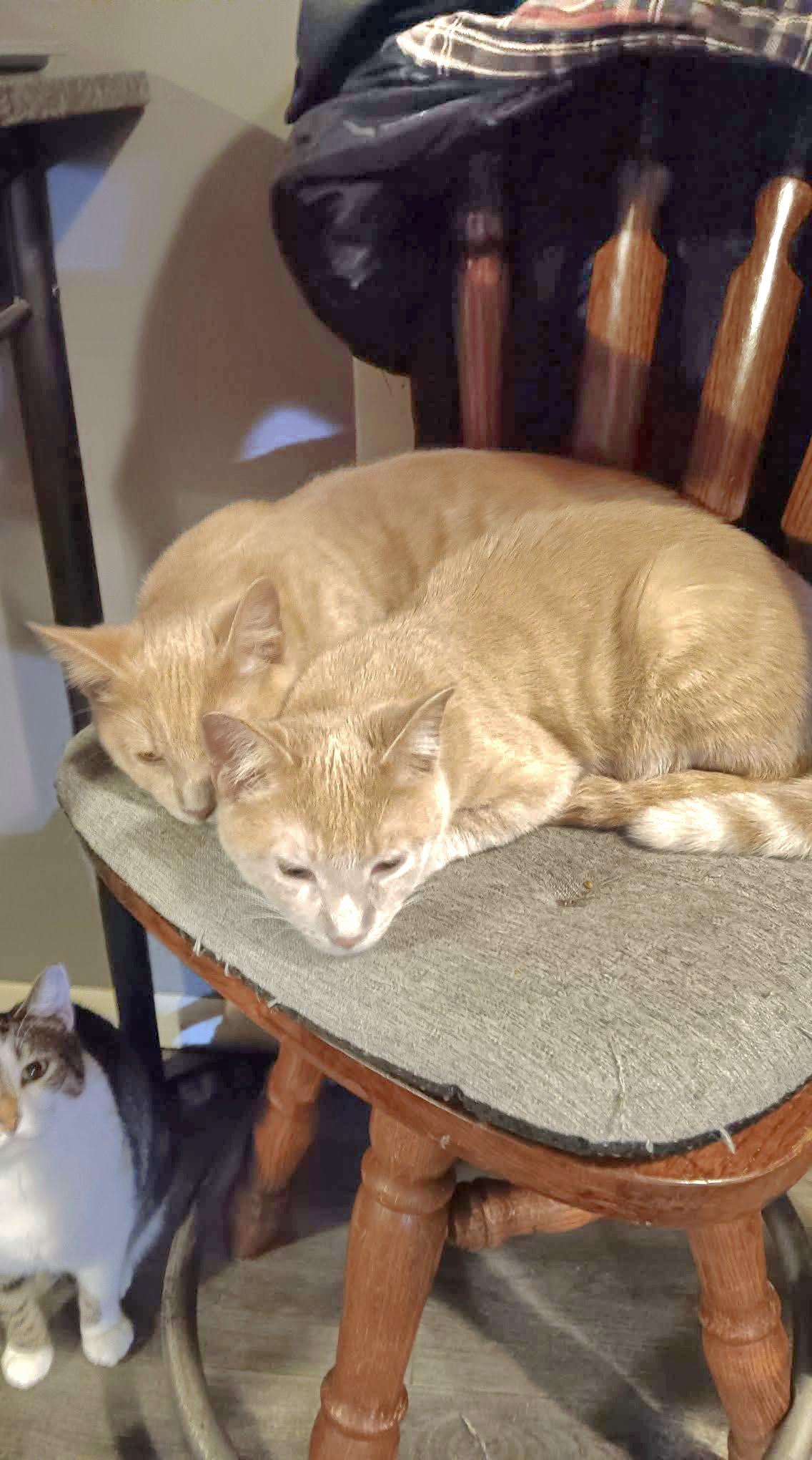 Toby & Keith *Bonded Butterscotch Bros*