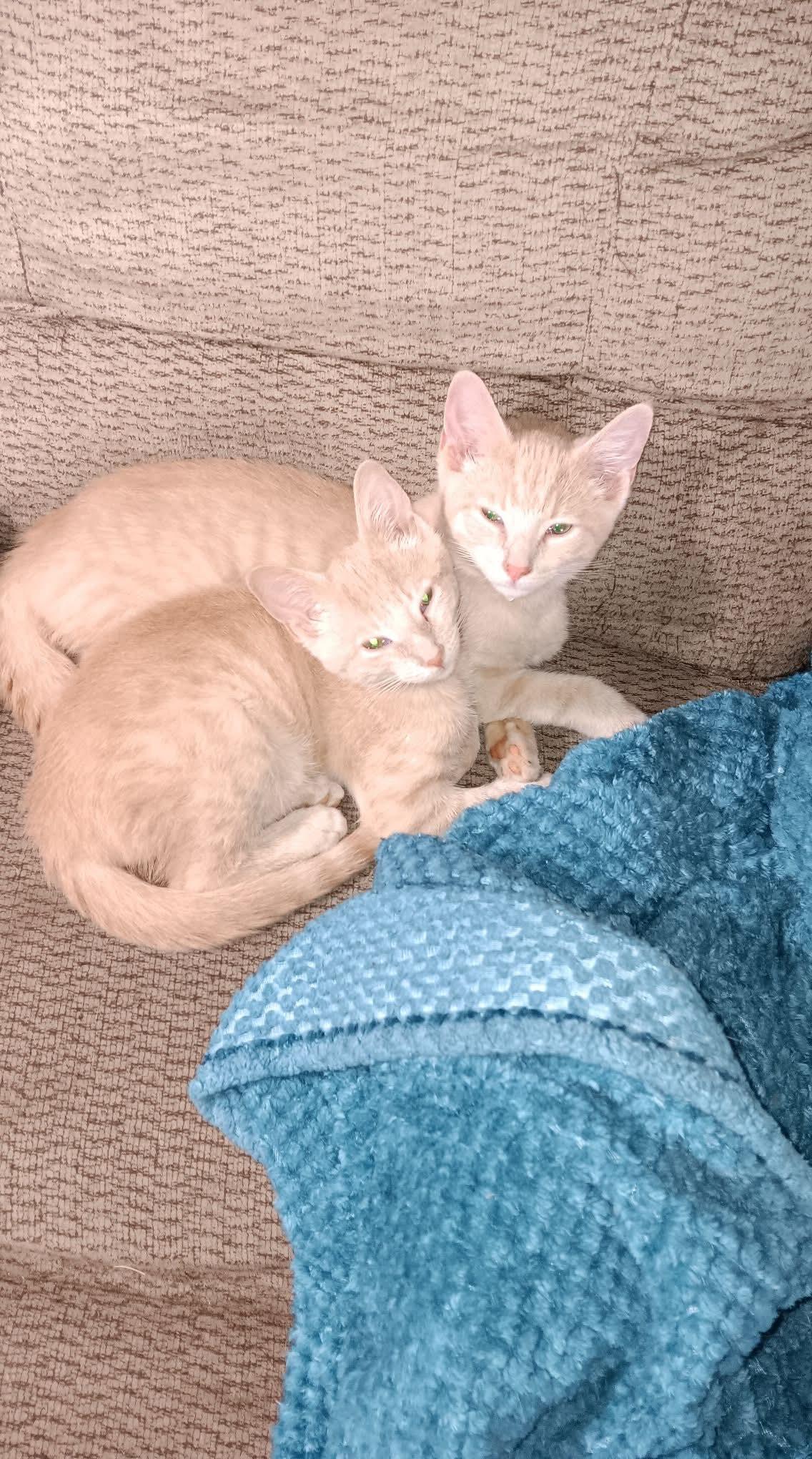 Toby & Keith *Bonded Butterscotch Bros*