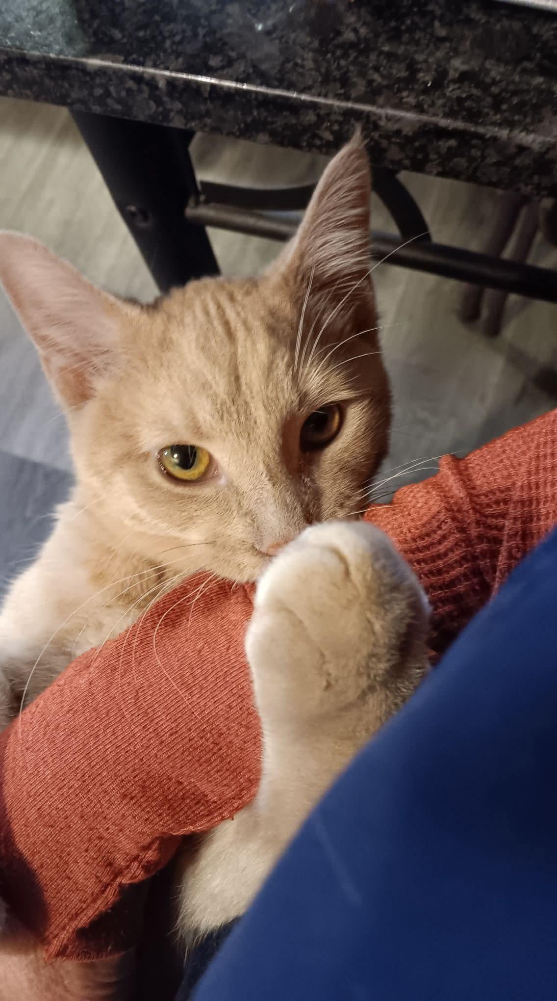 Toby & Keith *Bonded Butterscotch Bros*