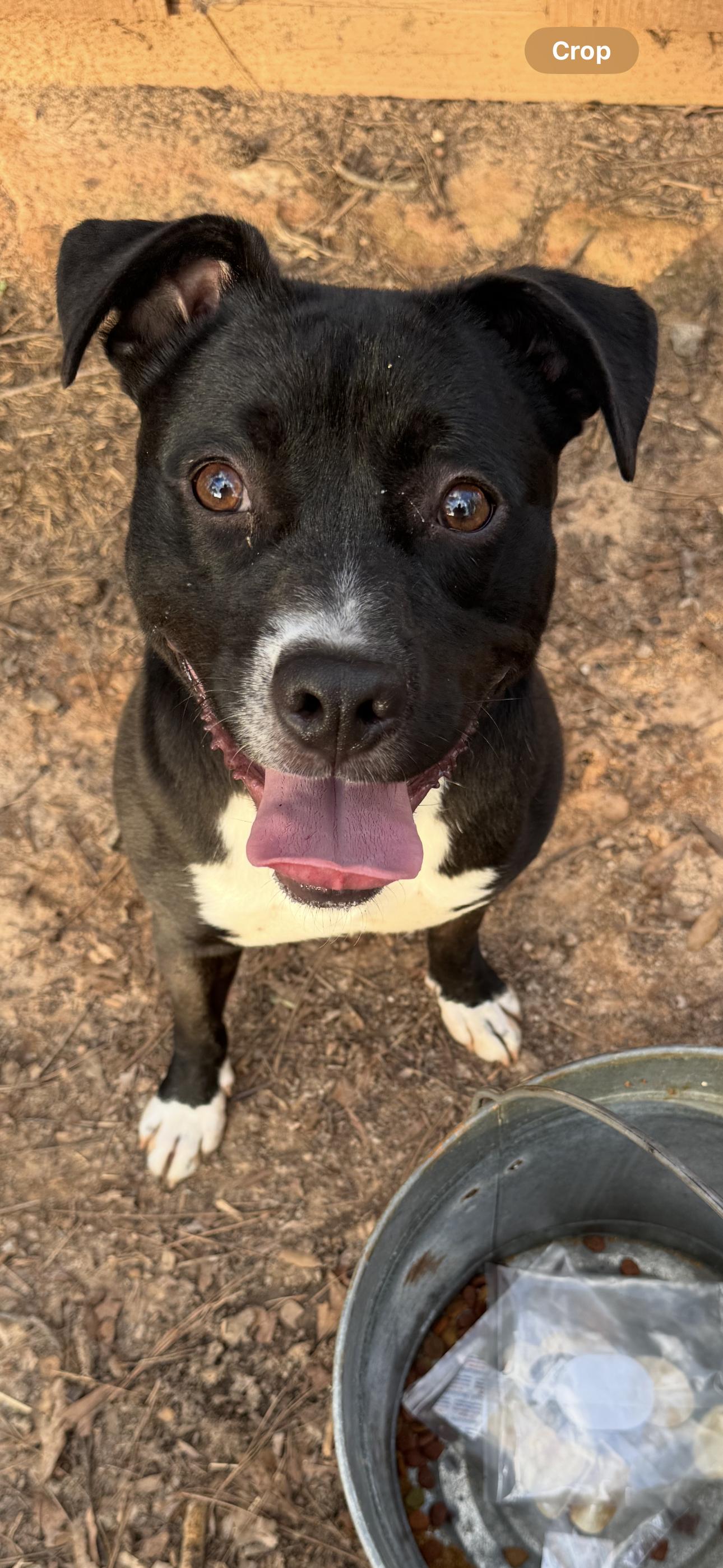 Enlarge Dante , a ADOPTABLE mixed breed in Oxford, GA image 6/6