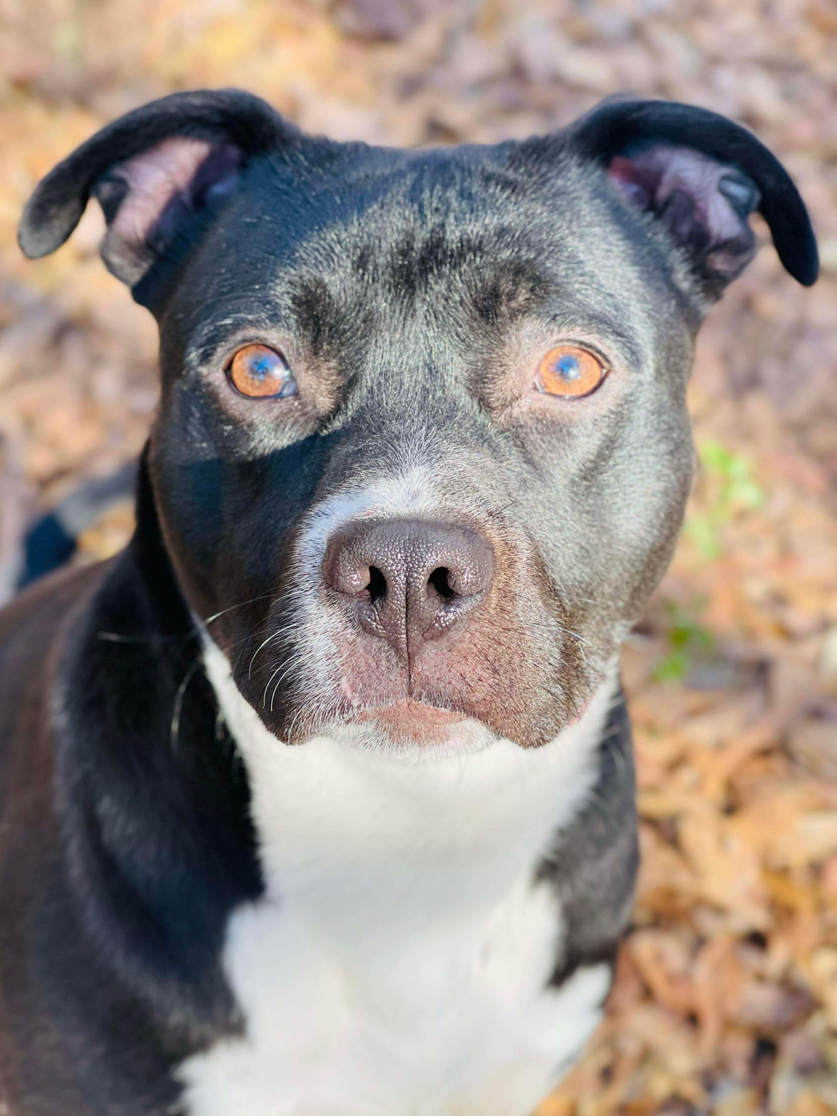 Enlarge Dante , a ADOPTABLE mixed breed in Oxford, GA image 1/6