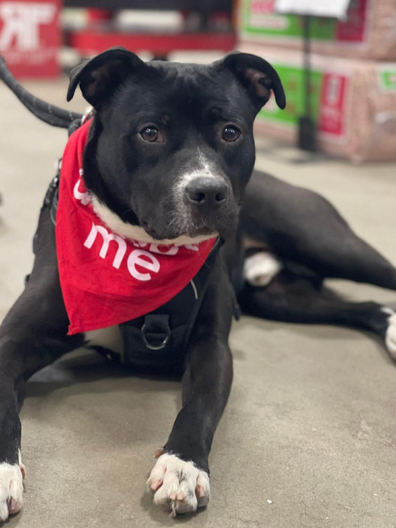 Enlarge Dante , a ADOPTABLE mixed breed in Oxford, GA image 4/6