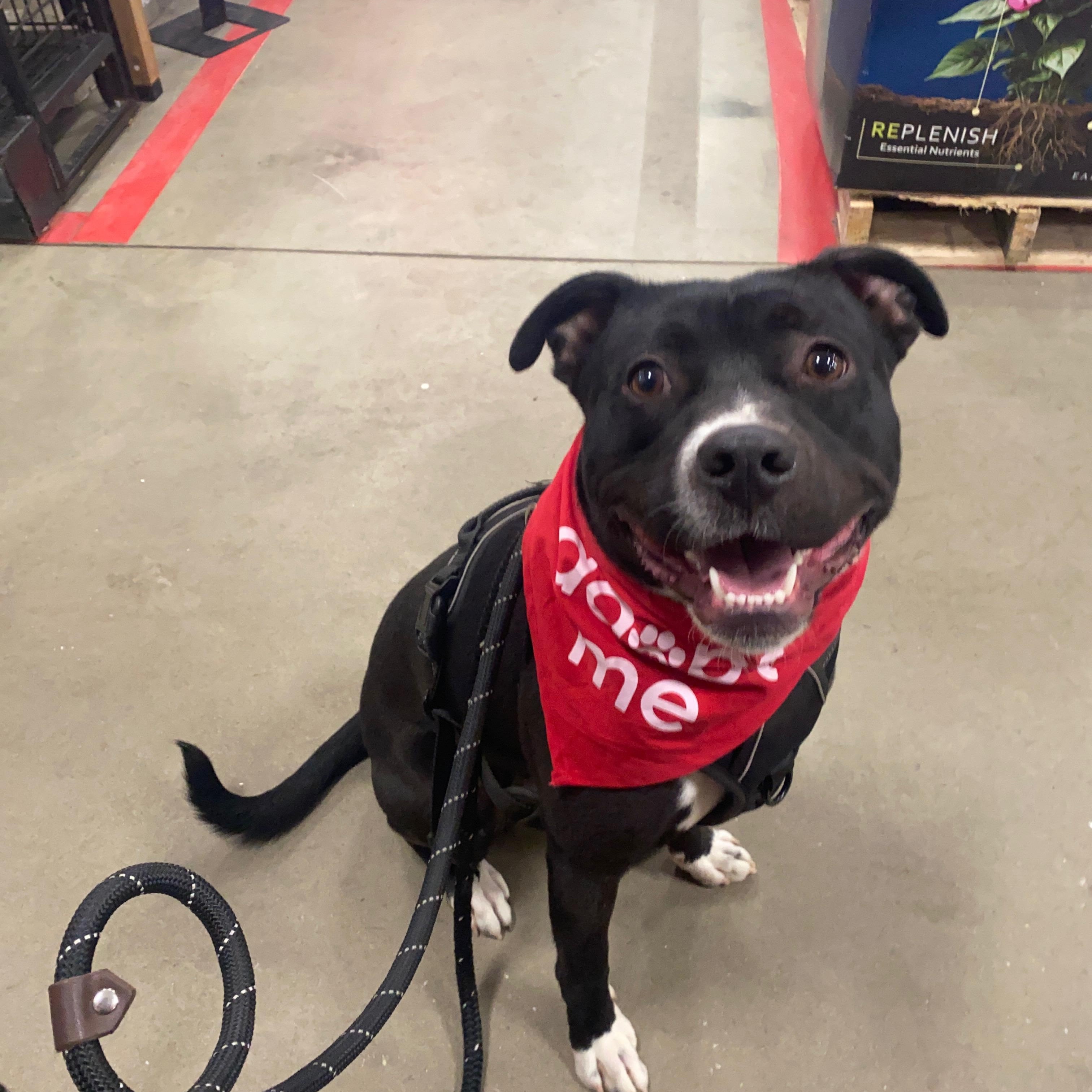 Enlarge Dante , a ADOPTABLE mixed breed in Oxford, GA image 2/6