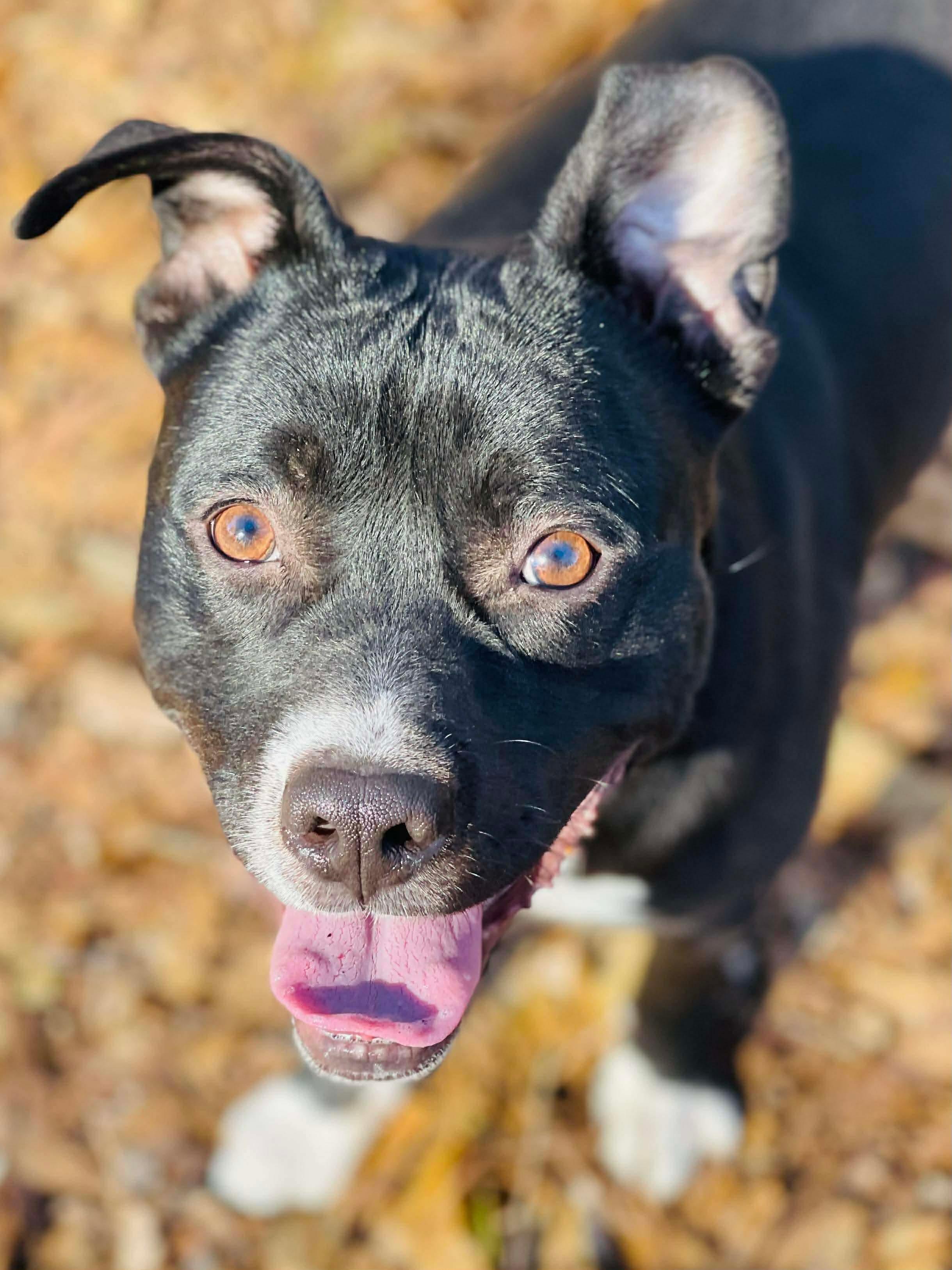 Enlarge Dante , a ADOPTABLE mixed breed in Oxford, GA image 3/6