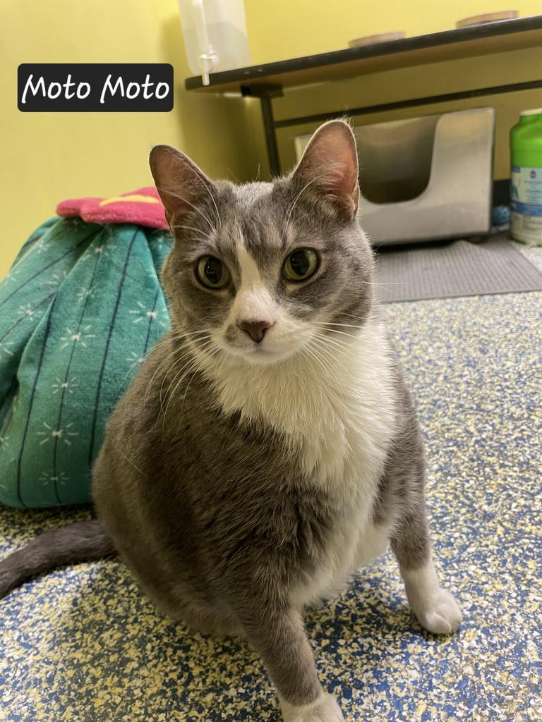 Moto Moto (Abandito), Adoptable, Adult Male Domestic Short Hair.