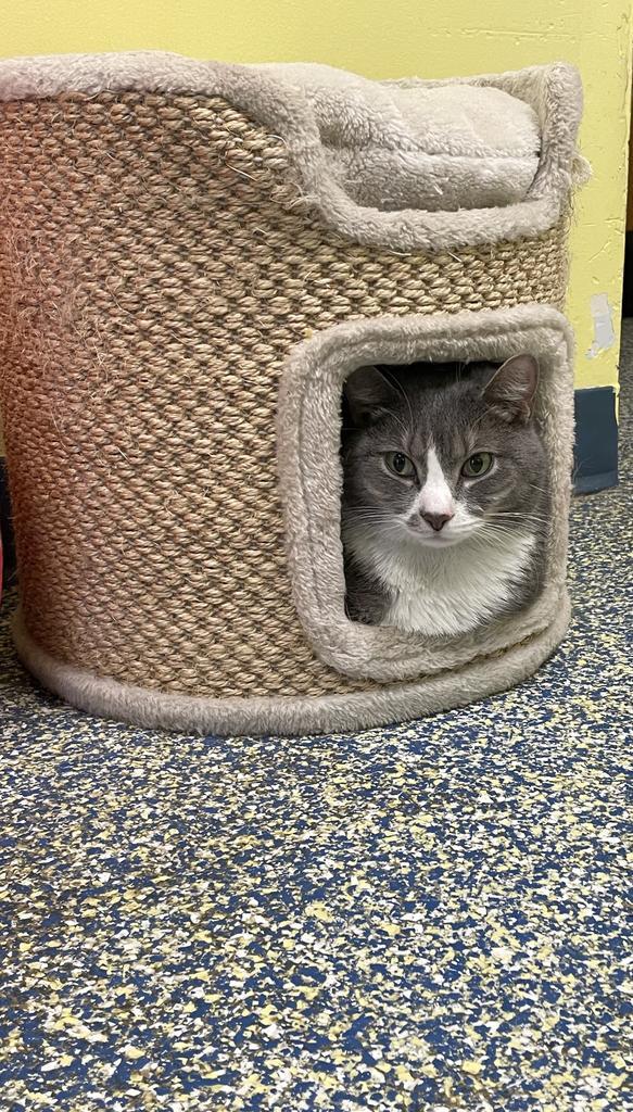 Enlarge Moto Moto (Abandito), a Adoptable mixed breed in Maumelle, AR image 2/6