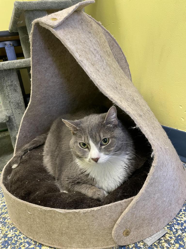 Enlarge Moto Moto (Abandito), a Adoptable mixed breed in Maumelle, AR image 3/6