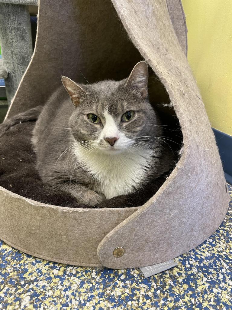 Enlarge Moto Moto (Abandito), a Adoptable mixed breed in Maumelle, AR image 4/6