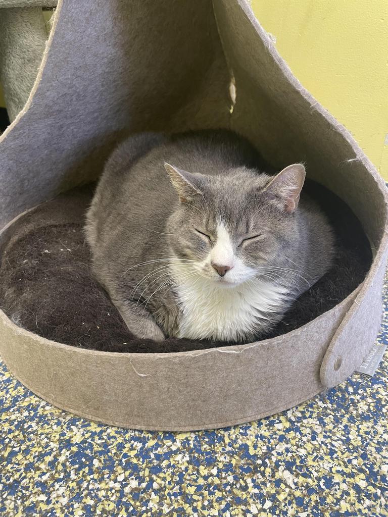 Enlarge Moto Moto (Abandito), a Adoptable mixed breed in Maumelle, AR image 5/6