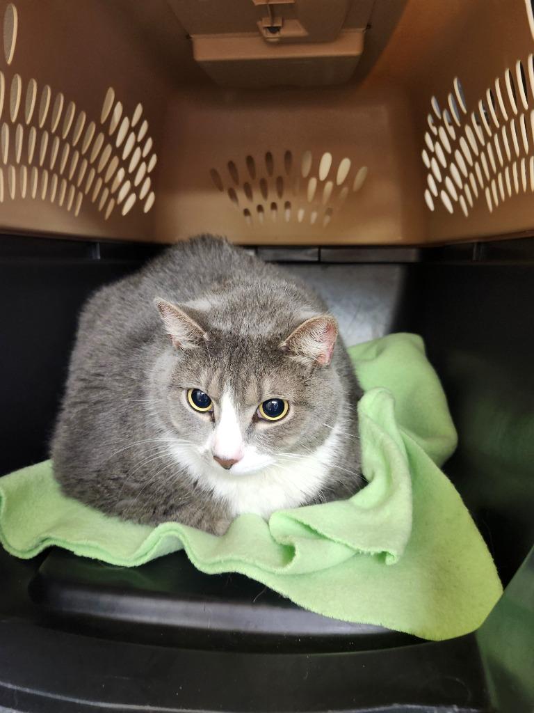 Enlarge Moto Moto (Abandito), a Adoptable mixed breed in Maumelle, AR image 6/6