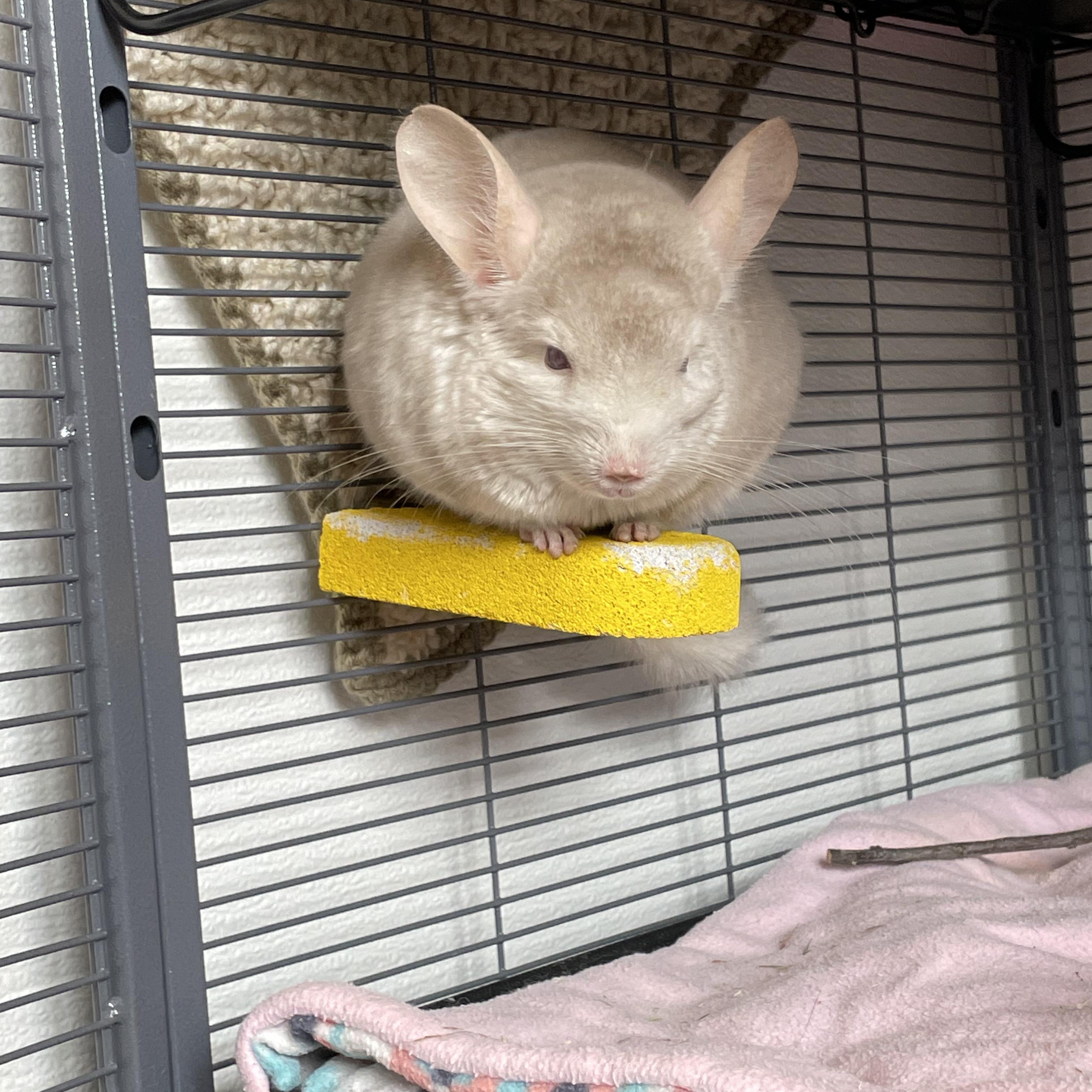 Eddie, a Adoptable Chinchilla in Manchester, CT image 2/3