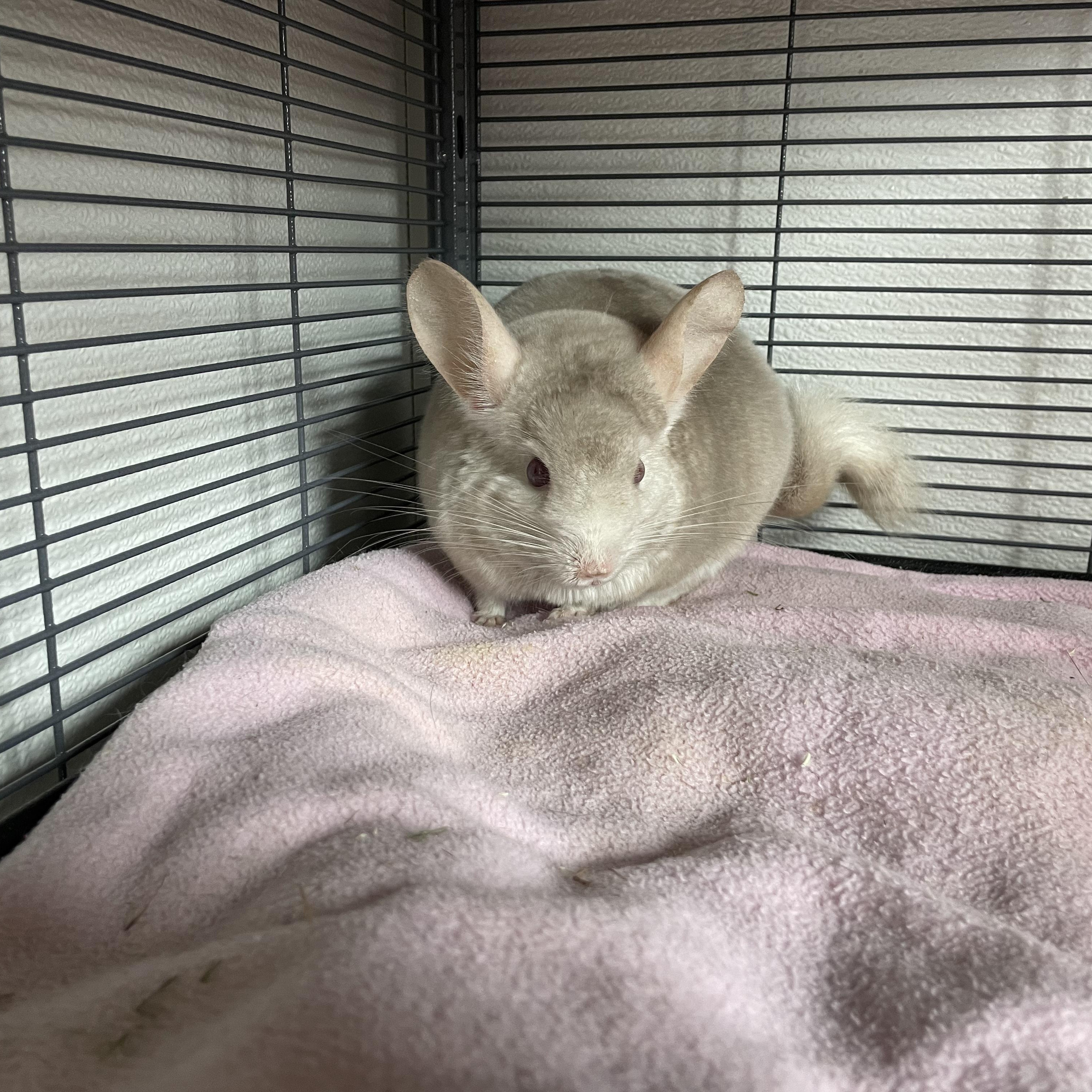 Eddie, Adoptable, Adult Male Chinchilla.