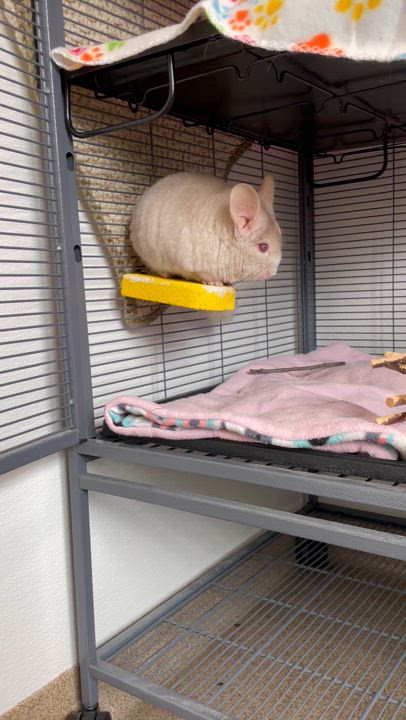 Enlarge Eddie, a Adoptable Chinchilla in Manchester, CT video 3/3