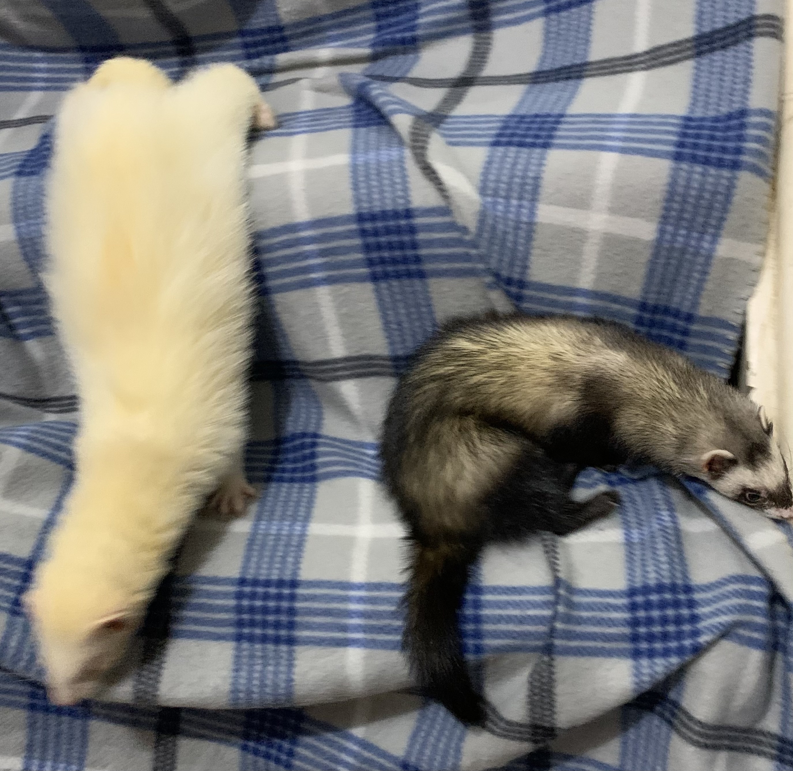 Enlarge Willow and Gus, a Adoptable Ferret in Grand Rapids, MI image 1/4