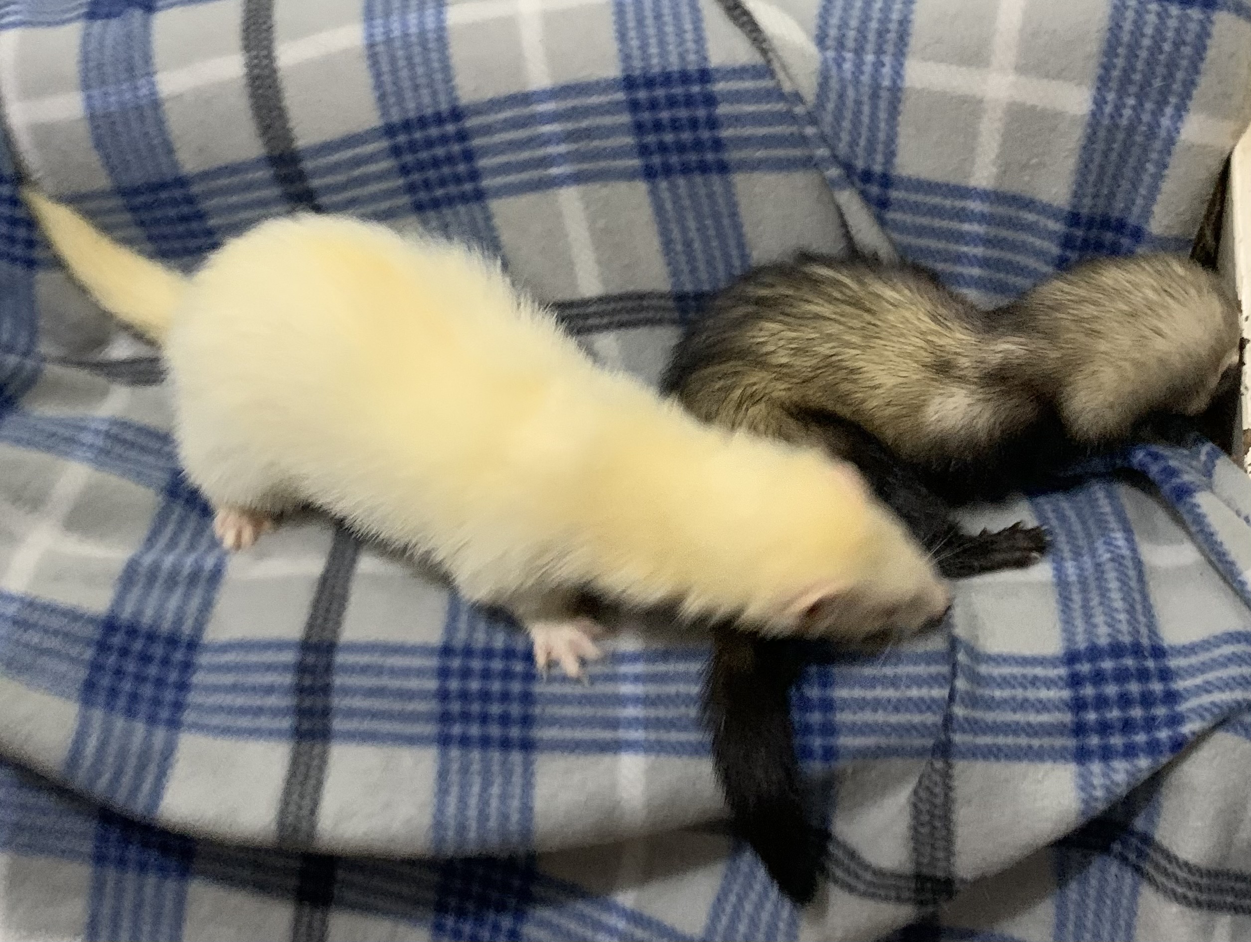 Enlarge Willow and Gus, a Adoptable Ferret in Grand Rapids, MI image 2/4