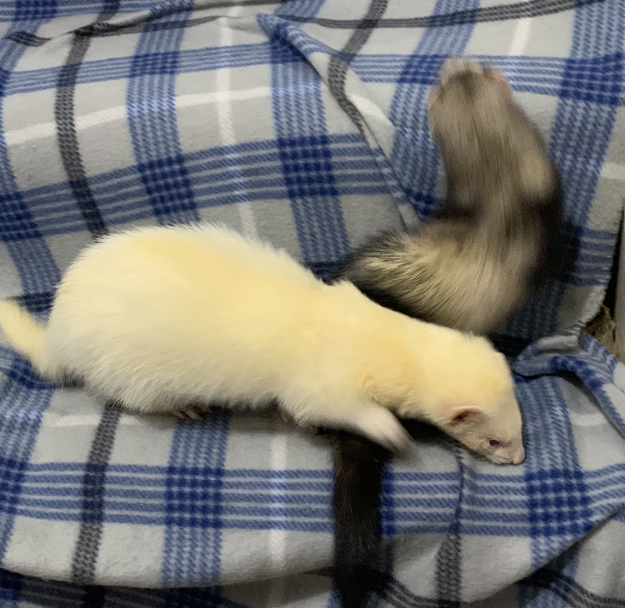Enlarge Willow and Gus, a Adoptable Ferret in Grand Rapids, MI image 3/4