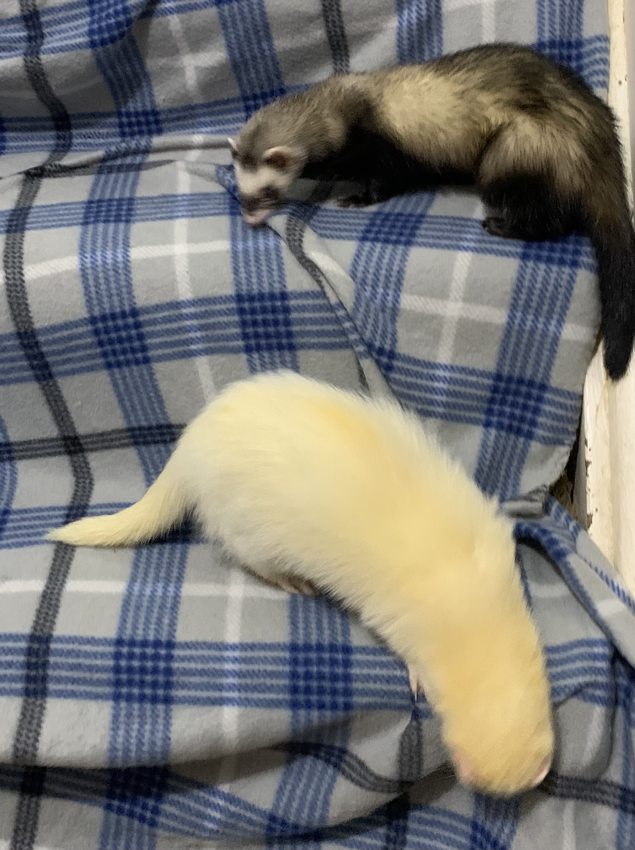 Enlarge Willow and Gus, a Adoptable Ferret in Grand Rapids, MI image 4/4