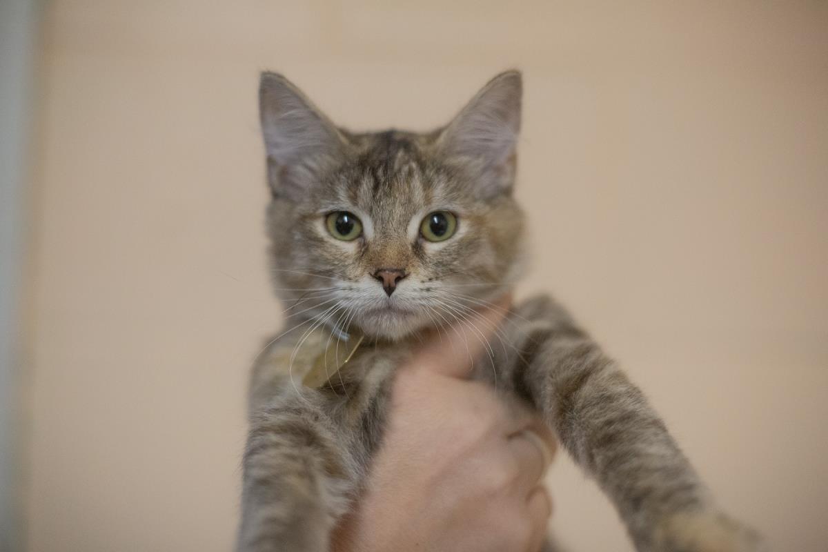 Piper, Adoptable, Kitten Female Domestic Medium Hair & Torbie.