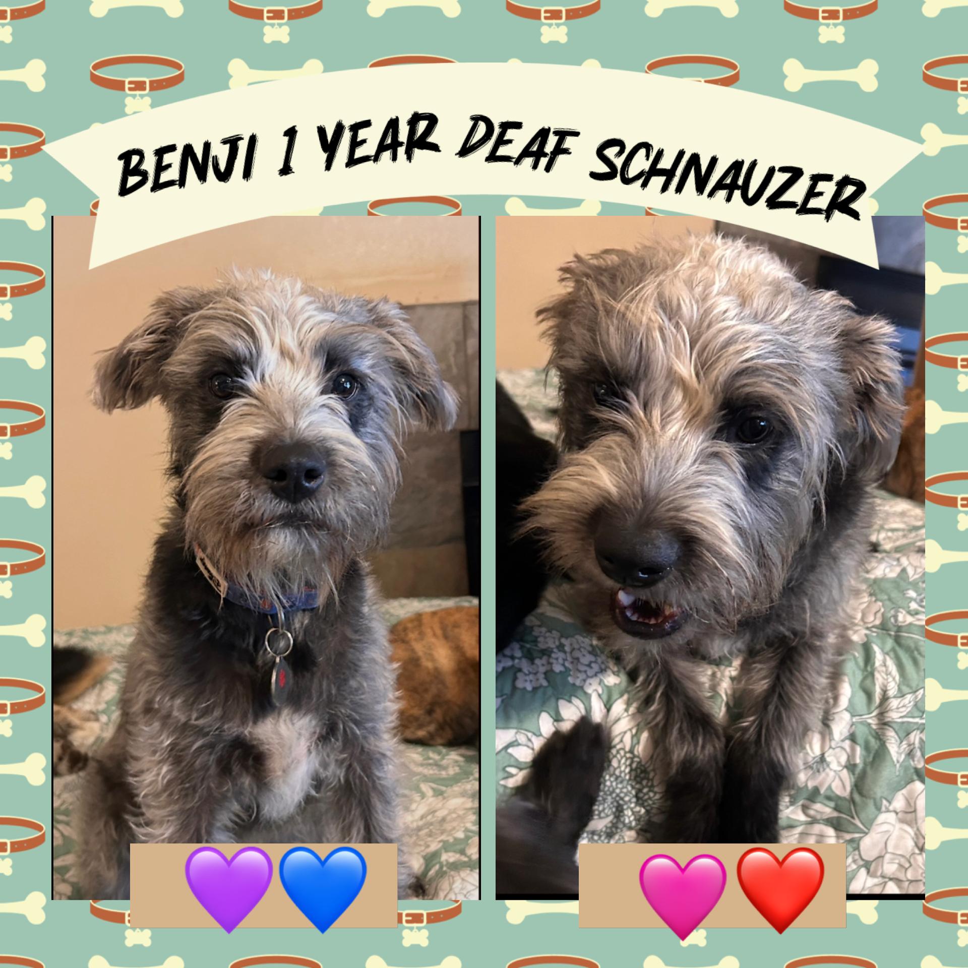 Enlarge BENJI– 1 YEAR MALE SCHNAUZER (DEAF)  @ PETCO, 5011 E. RAY ROAD, PHX 85044 ON SAT, JAN. 17th,  11–2PM, an adoptable Schnauzer in Mesa, AZ image 1/2
