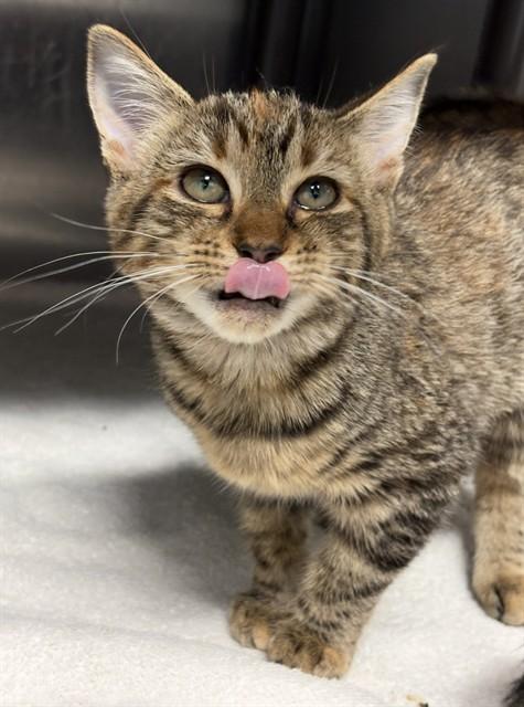 Enlarge FAYE, a Adoptable Domestic Short Hair in Augusta, GA image 1/1