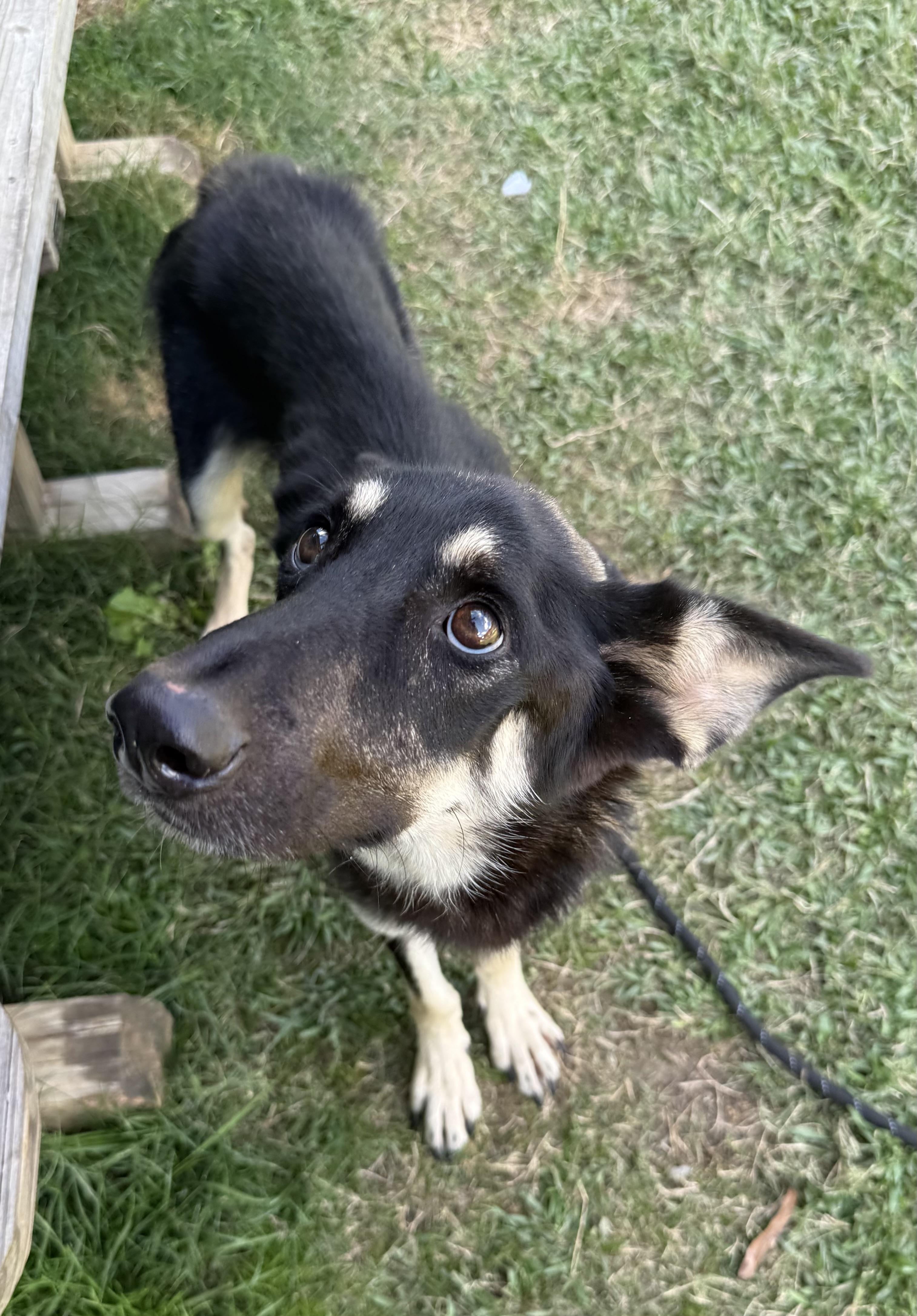 Weston, Adoptable, Adult Male German Shepherd Dog.