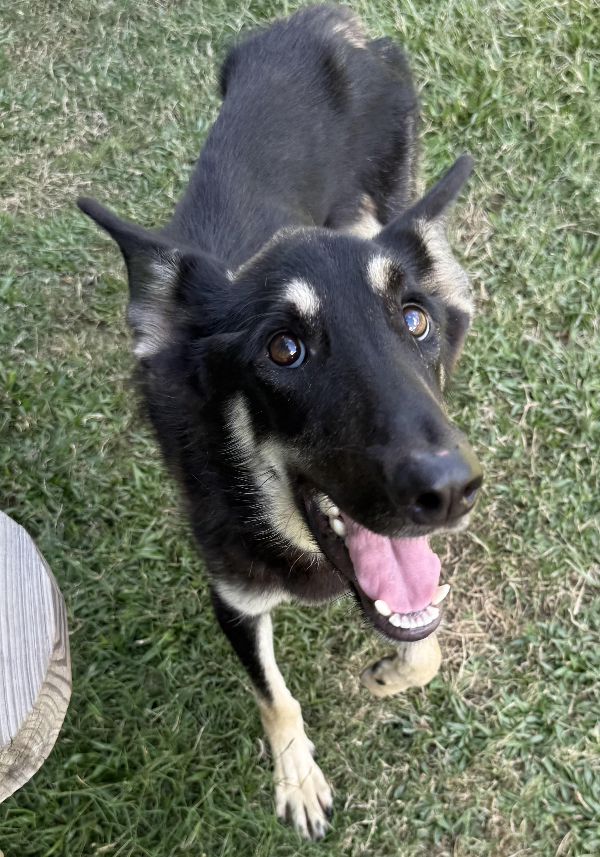 Weston, a Adoptable mixed breed in Lancaster, SC image 2/4