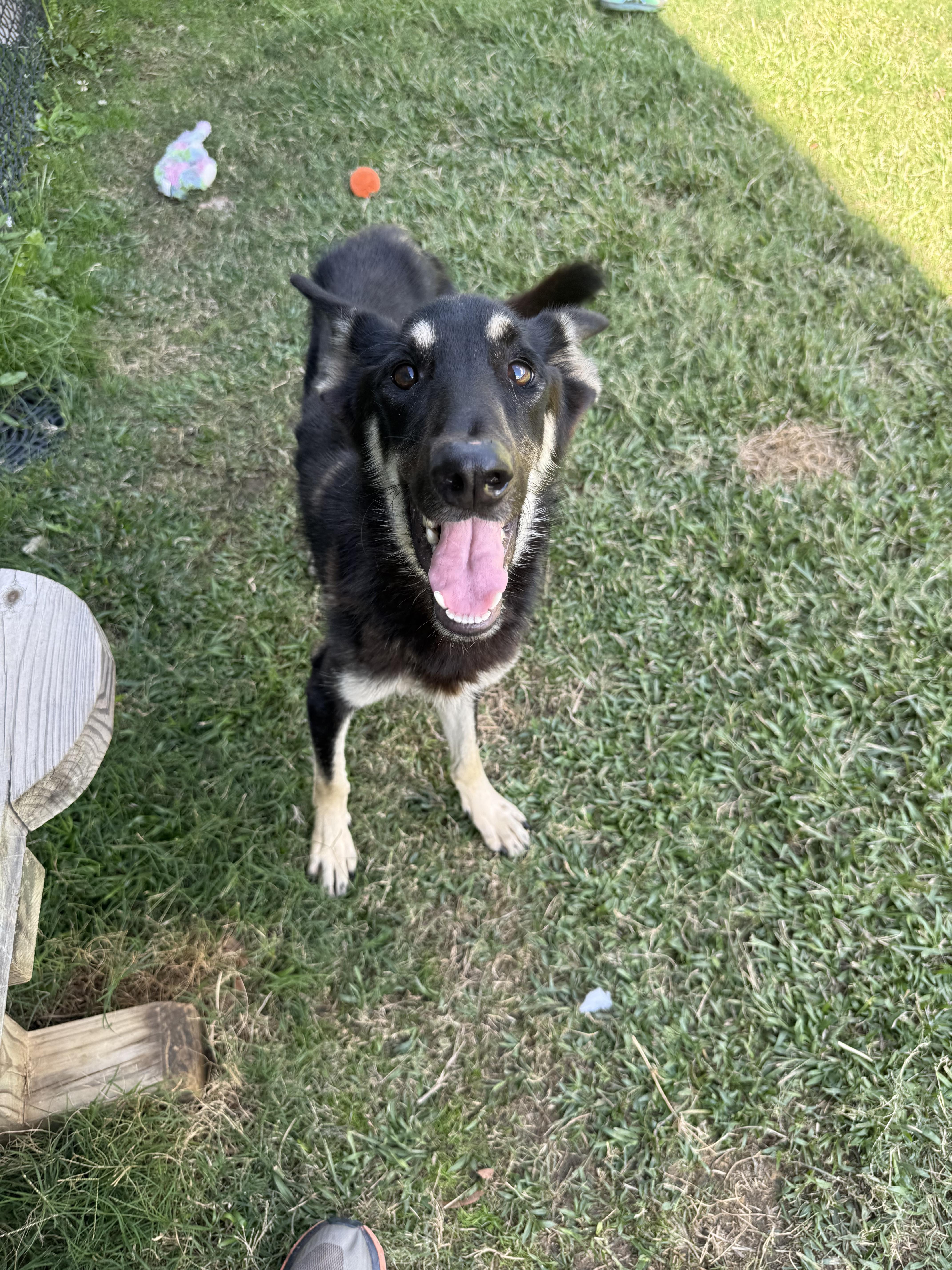 Weston, a Adoptable mixed breed in Lancaster, SC image 3/4